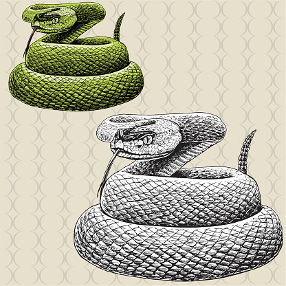 Rattlesnake. Pen and ink illustration of a rattlesnake hissing. Check out my 