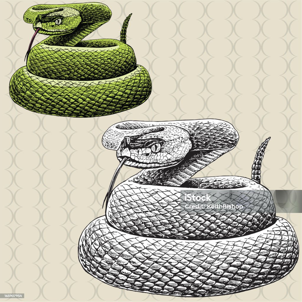 Rattlesnake Hissing - Snake Rattlesnake. Pen and ink illustration of a rattlesnake hissing. Check out my "Vectors Animals & Insects" light box for more. Snake stock vector