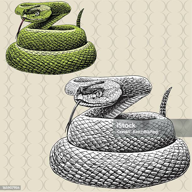 Rattlesnake Hissing Snake Stock Illustration - Download Image Now - Snake, Rattlesnake, Illustration