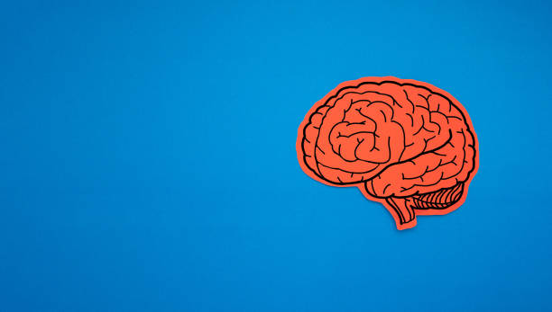istock A brain shape made from red paper on a blue background 1659080213