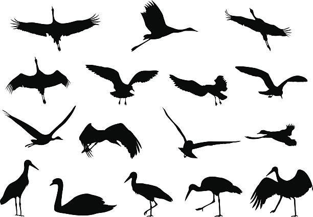 Silhouettes - Birds Eps + HiRes Jpg + AI-CS3 crane bird stock illustrations