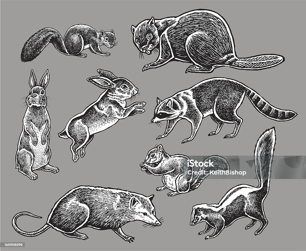Animais Selvagens-esquilo, Coelho, Symplocarpus, Racoon - Royalty-free Guaxinim arte vetorial