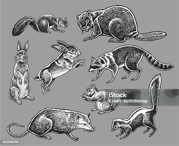 Animais Selvagensesquilo Coelho Symplocarpus Racoon - Arte vetorial de stock e mais imagens de Guaxinim