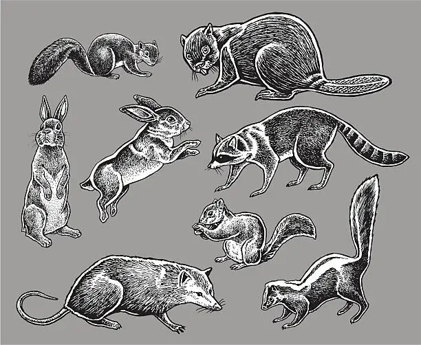 Vector illustration of Wild Animals - Squirrel, Rabbit, Skunk, Raccoon