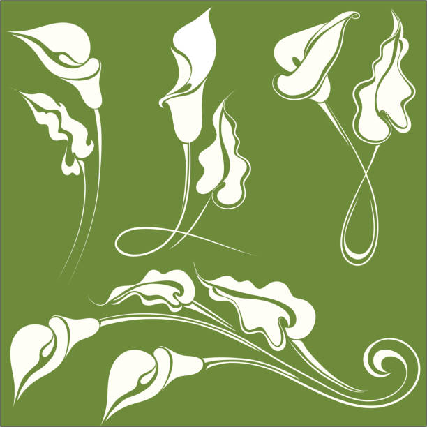 ilustraciones, imágenes clip art, dibujos animados e iconos de stock de cala - calla lily lily single flower white