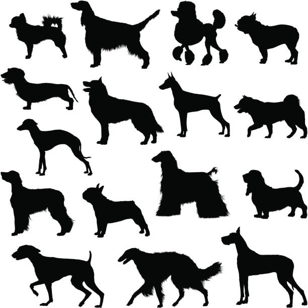 Many dogs silhouette Many dogs silhouette. poodle stock illustrations