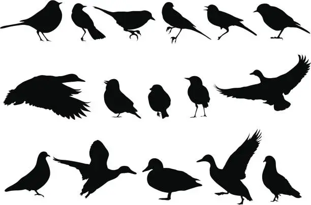 Vector illustration of Vectorial illustrations of various bird silhouettes