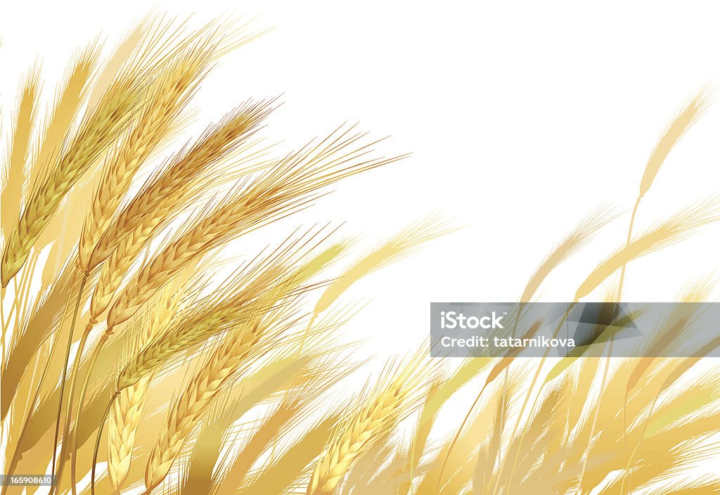 Złoty pszenicy - Grafika wektorowa royalty-free (Orkisz)