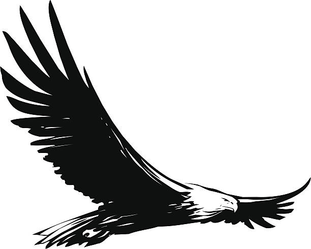 Big Eagle Big Eagle n flight condor stock illustrations