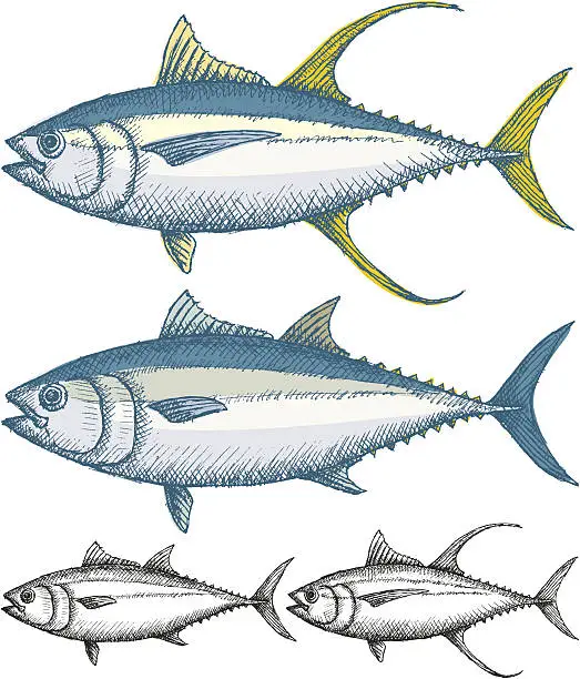 Vector illustration of Tuna fish