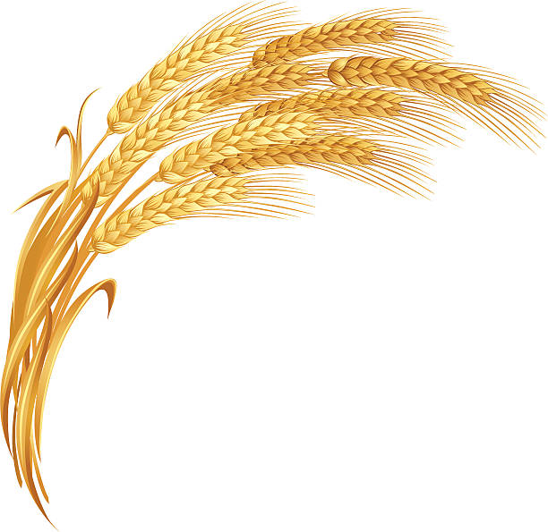 An artistic impression of golden ears of wheat vector art illustration