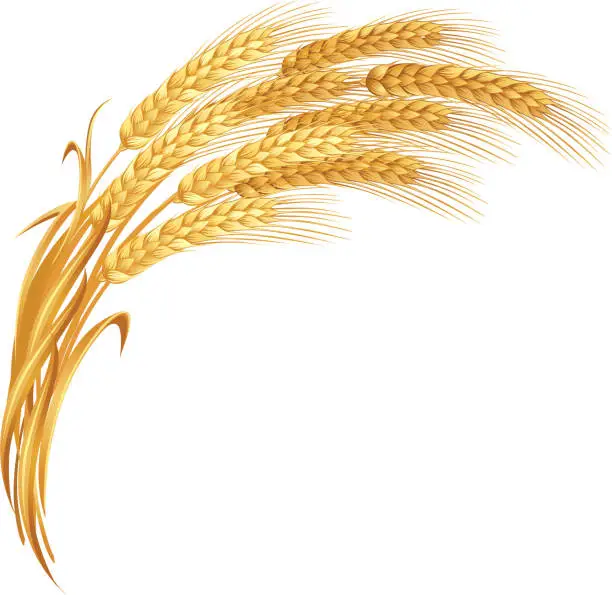 Vector illustration of An artistic impression of golden ears of wheat