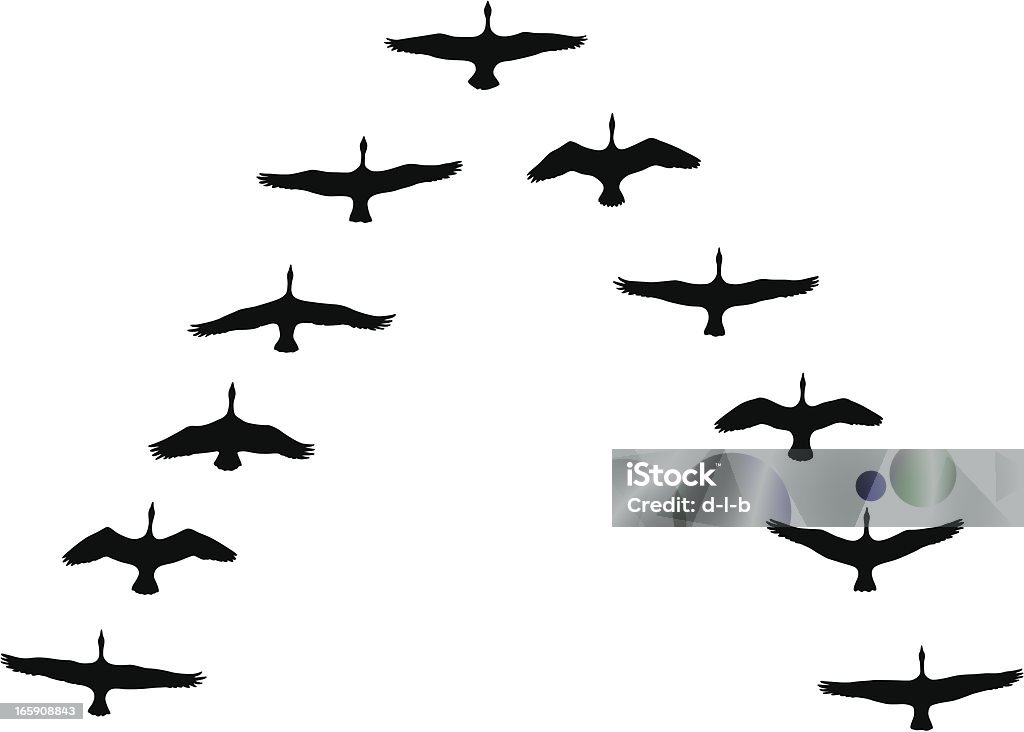 Canada Geese Flying in V-Formation Vector illustration of Canada Geese silhouettes in vee formation.  Goose - Bird stock vector