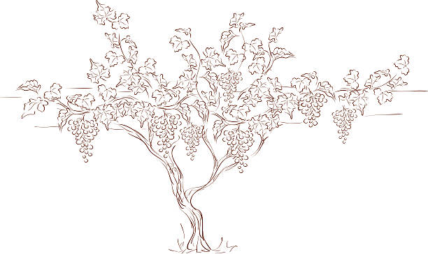 illustrazioni stock, clip art, cartoni animati e icone di tendenza di uva vite - vineyard ripe crop vine