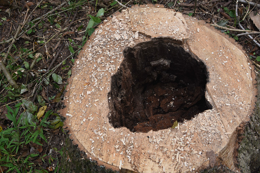 Hollow tree stump in hunterdon county n.j