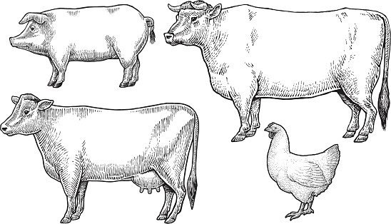 Livestock - Domestic Farm Animals. Pen and ink style illustrations of a dairy cow, bull, chicken and pig. Layered. Check out my 