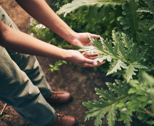 Plant, leaf and farm with hands of person for environment, sustainability and nature. Soil, agriculture and gardening with closeup of farmer in countryside field for ecology, organic and growth