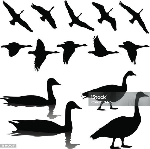 Les Bernaches Du Canada En Vol Standing Et La Piscine Vecteurs libres de droits et plus d'images vectorielles de Oie - Oiseau des rivières