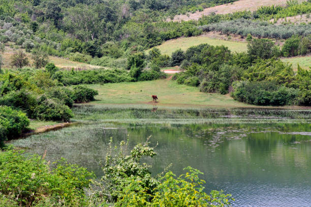istock Greece, Lake Kerkini, Horse 1659090641