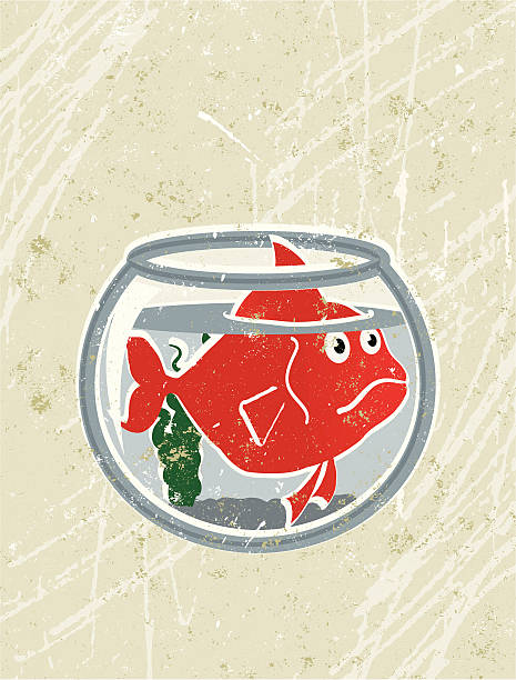 большая золотая рыбка в небольшой миске - fishbowl crowded goldfish claustrophobic stock illustrations
