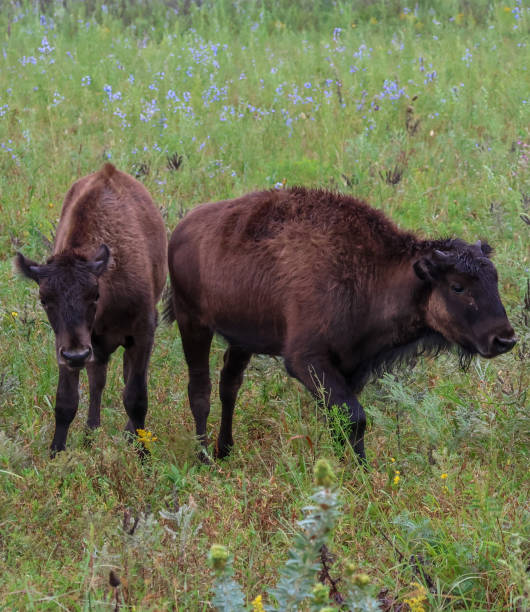 150+ Kansas Buffalo Photos Stock Photos, Pictures & RoyaltyFree Images