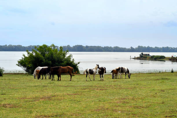 griechenland, kerkini-see - horizonatl stock-fotos und bilder