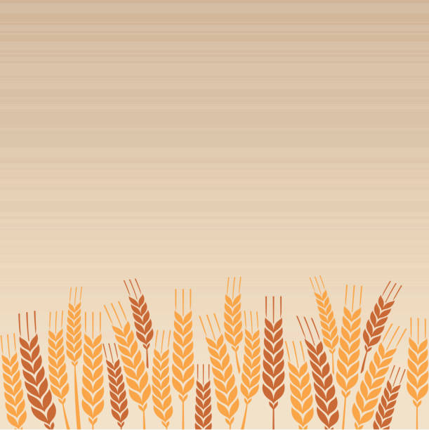 Wheat Field Wheat field background with copy space. wheat backgrounds stock illustrations