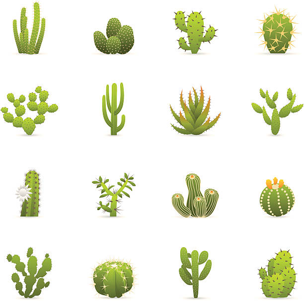 kolorowe ikony-cactuses kaktusów - cactus thorns stock illustrations