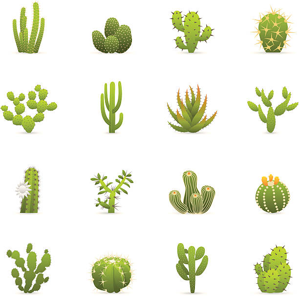 Color Icons - Cactuses Cacti Cactuses Cacti color icons. cactus stock illustrations