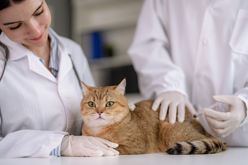El veterinario realizó un examen físico y vacunó al lindo gatito. photo