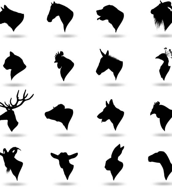 ilustrações de stock, clip art, desenhos animados e ícones de cabeças de animal - chicken silhouette animal rooster
