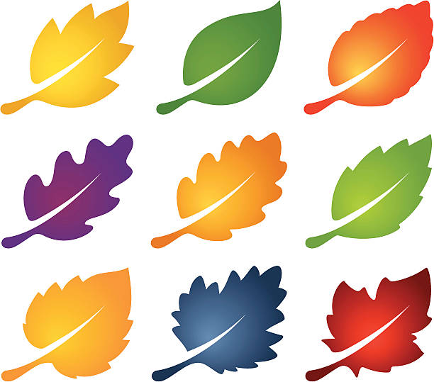 красочные листья - four seasons stock illustrations