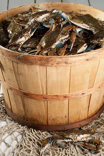 Photo of Bushel Basket of Blue Claws