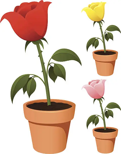 Vector illustration of Potted Rose