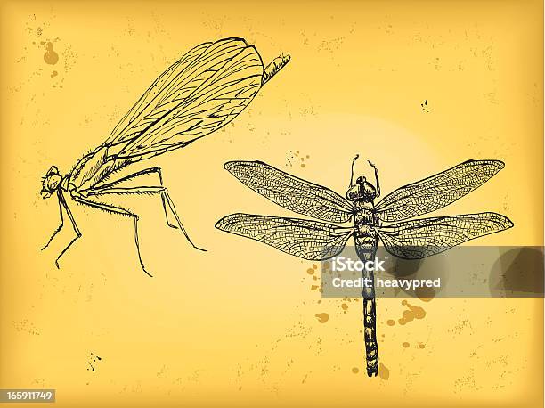 잠자리 곤충에 대한 스톡 벡터 아트 및 기타 이미지 - 곤충, 그런지 이미지 기법, 날개를 펼치다