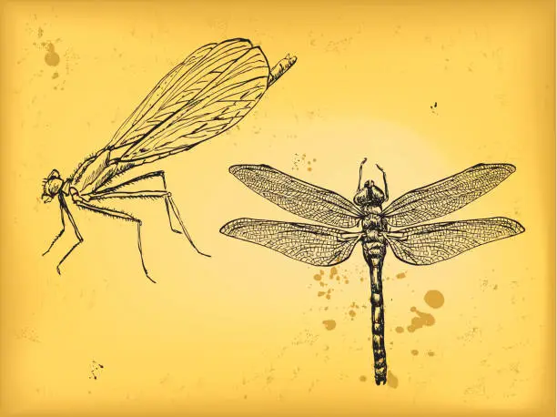 Vector illustration of Dragonfly