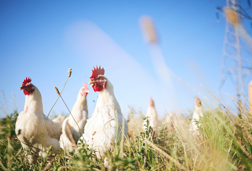 Field, farming and chickens in grass with blue sky in green countryside, free range agriculture and sunshine. Poultry farm, sustainability and freedom, birds in nature and animals with natural growth