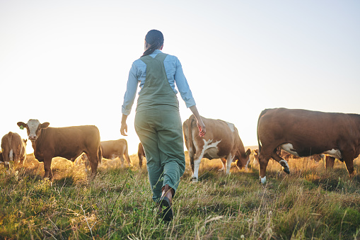 Woman, farm and walking in countryside on a grass field at sunset with cow group and cattle. Female person, back and agriculture outdoor with animals and livestock for farming in nature with freedom