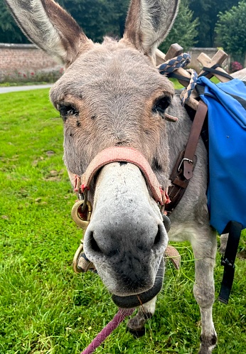 Close-up of a donkey's head