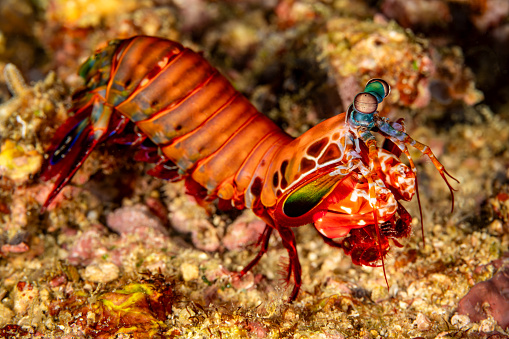 Mantis Shrimp Odontodactylus scyllarus occurs in the tropical Indo-Pacific in a depth range from 0-100m. It is one of the larger, more colourful mantis shrimps commonly seen, ranging in size from 3-18cm. \nTheir ability to see circularly polarised light has led to studies to determine if the mechanisms by which their eyes operate can be replicated for use in reading CDs and similar optical information storage devices. \nThis species is an active hunter, it prefers gastropods, crustaceans, and bivalves and will repeatedly smash its prey until it can gain access to the soft tissue for consumption.\nTriton Bay, Kaimana Regency, West Papua Province, Indonesia \n3°56'26.082 S 134°7'36.63 E at 14m depth