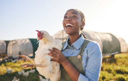 Farm, chicken and happy black woman in field, countryside and nature for agriculture, growth and ecology. Agro business, sustainable farming and farmer with bird for free range poultry production