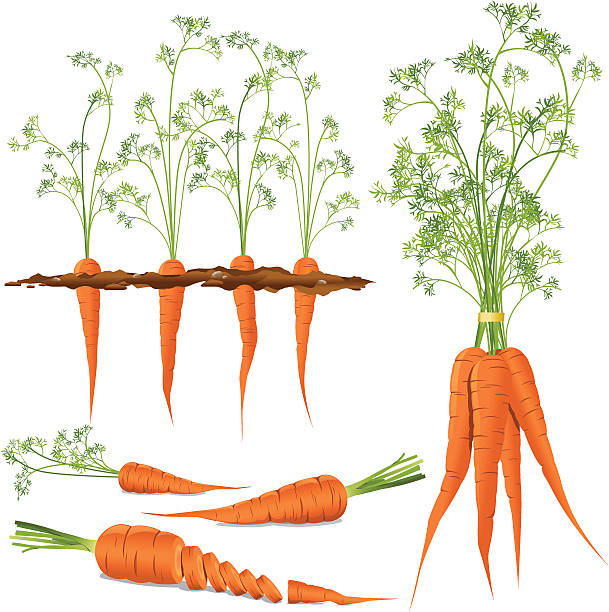 ilustrações de stock, clip art, desenhos animados e ícones de cenouras - carrot vegetable carrot top farm