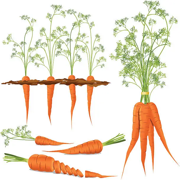 Vector illustration of Carrots