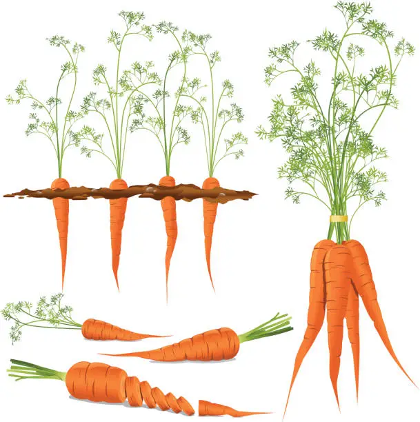 Vector illustration of Carrots