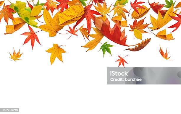 シームレスな落ちる秋の落ち葉 - かえでの葉のストックフォトや画像を多数ご用意 - かえでの葉, からっぽ, くるくる回る