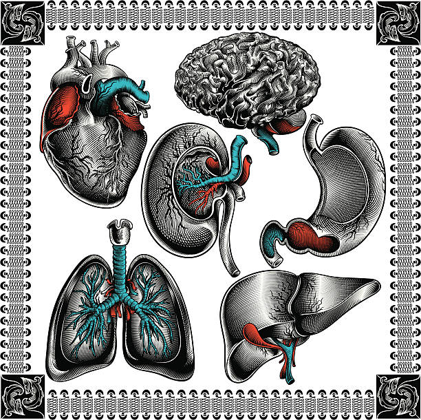 Human organs Human organs set kidney organ stock illustrations