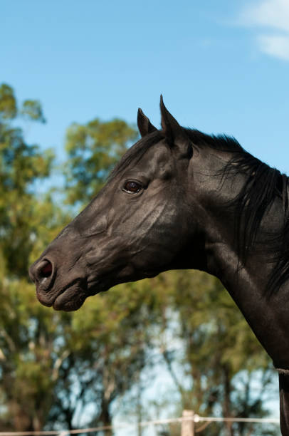 istock Black breeding horse, Portrait 1659139129