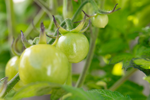 Bright yellow flowers of tomatoes over blurry background Rural Organic Growing Tomato