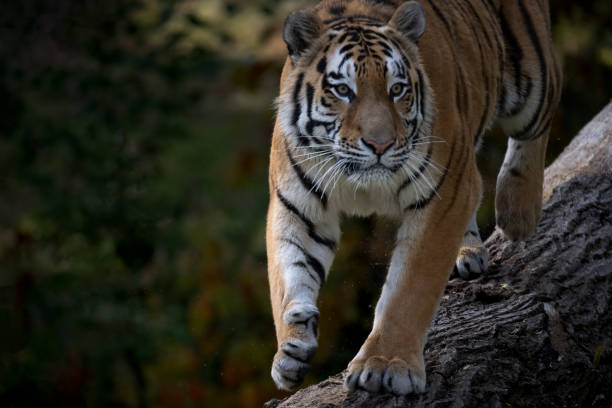 istock Tiger on the prowl 1659144022