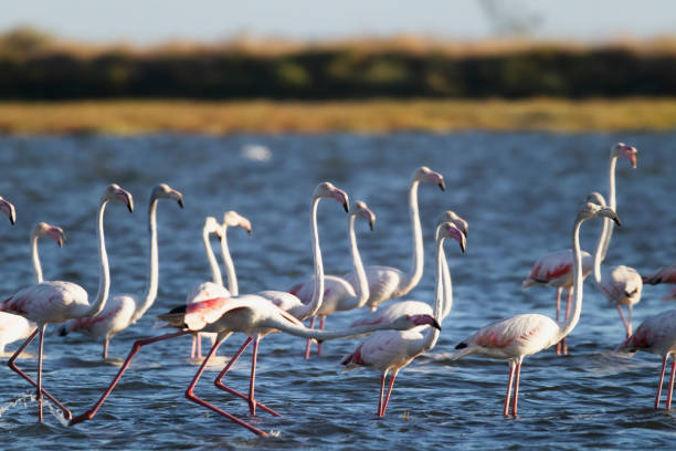 istock Flamingos in Portugal 1659144543